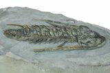 Huge, Early Cambrian Fallotaspis - Taroudant, Morocco #255635-2
